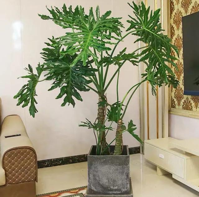 Sau khai xuân, trồng cây cảnh "khủng" trong nhà giúp mang lại hồng phúc, tiền tài thịnh vượng - Ảnh 1.