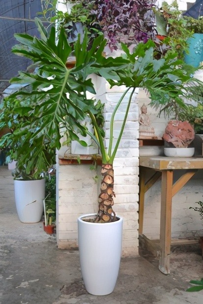 Sau khai xuân, trồng cây cảnh "khủng" trong nhà giúp mang lại hồng phúc, tiền tài thịnh vượng - Ảnh 9.