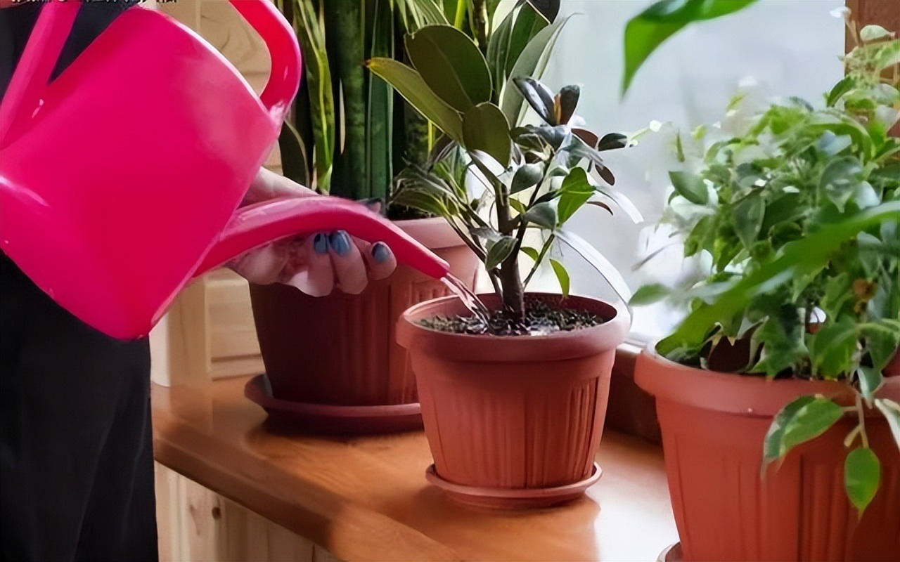 Trồng cây cảnh, tưới 5 loại nước chua giúp đất tơi xốp, lá xanh tươi tốt, hoa nở vỡ chậu - Ảnh 2.