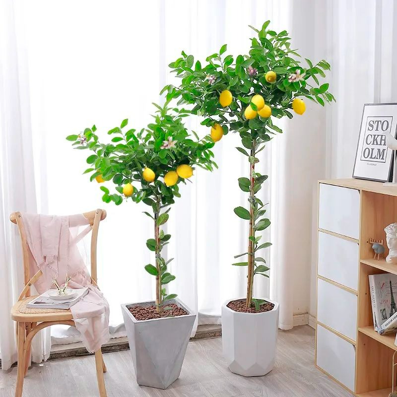 Trồng cây cảnh này trong nhà, tươi đẹp, thơm ngát, còn có quả ngon ăn luôn - Ảnh 1.