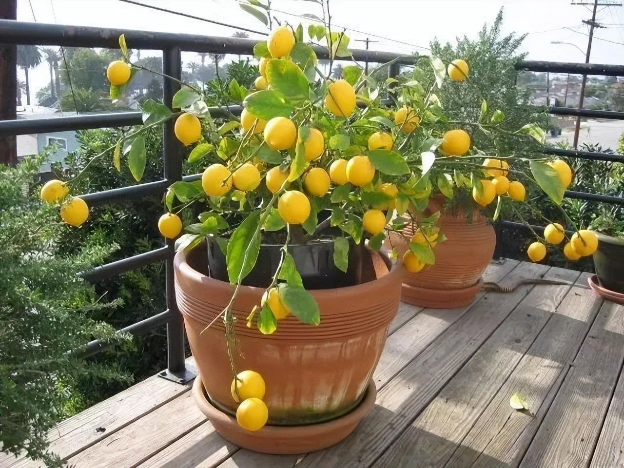 Trồng cây cảnh này trong nhà, tươi đẹp, thơm ngát, còn có quả ngon ăn luôn - Ảnh 3.
