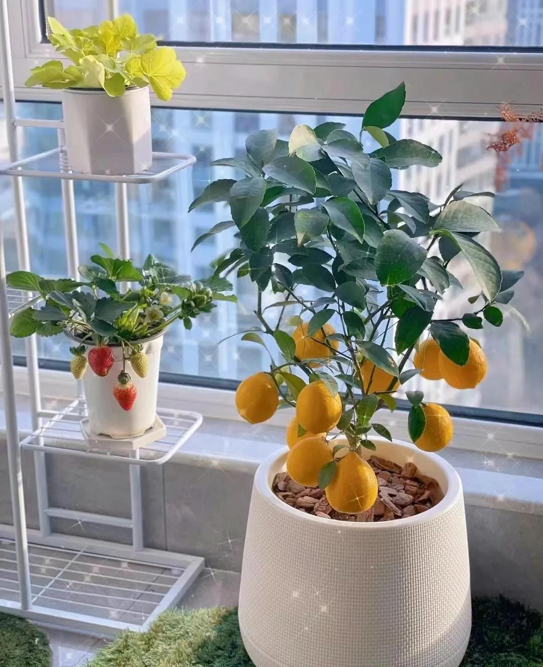 Trồng cây cảnh này trong nhà, tươi đẹp, thơm ngát, còn có quả ngon ăn luôn - Ảnh 7.