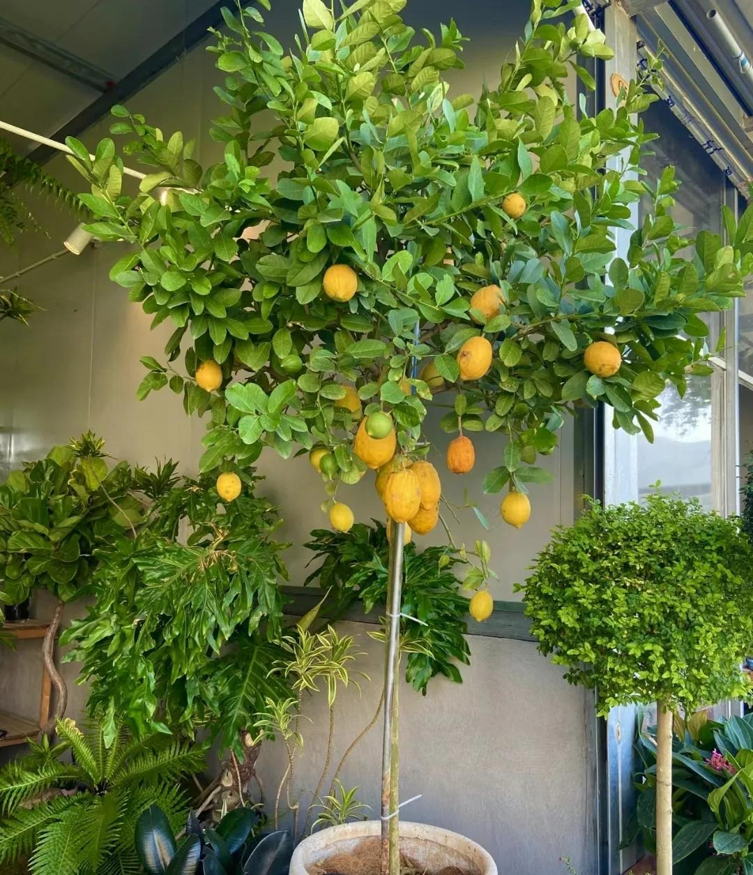 Trồng cây cảnh này trong nhà, tươi đẹp, thơm ngát, còn có quả ngon ăn luôn - Ảnh 6.