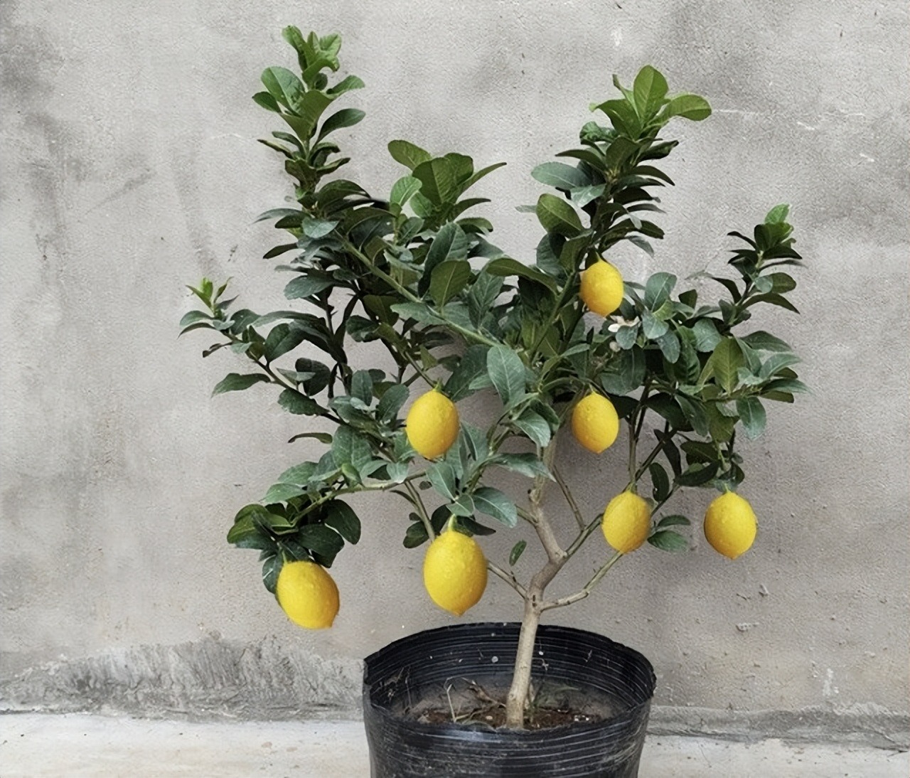 Trồng cây cảnh này trong nhà, tươi đẹp, thơm ngát, còn có quả ngon ăn luôn - Ảnh 5.