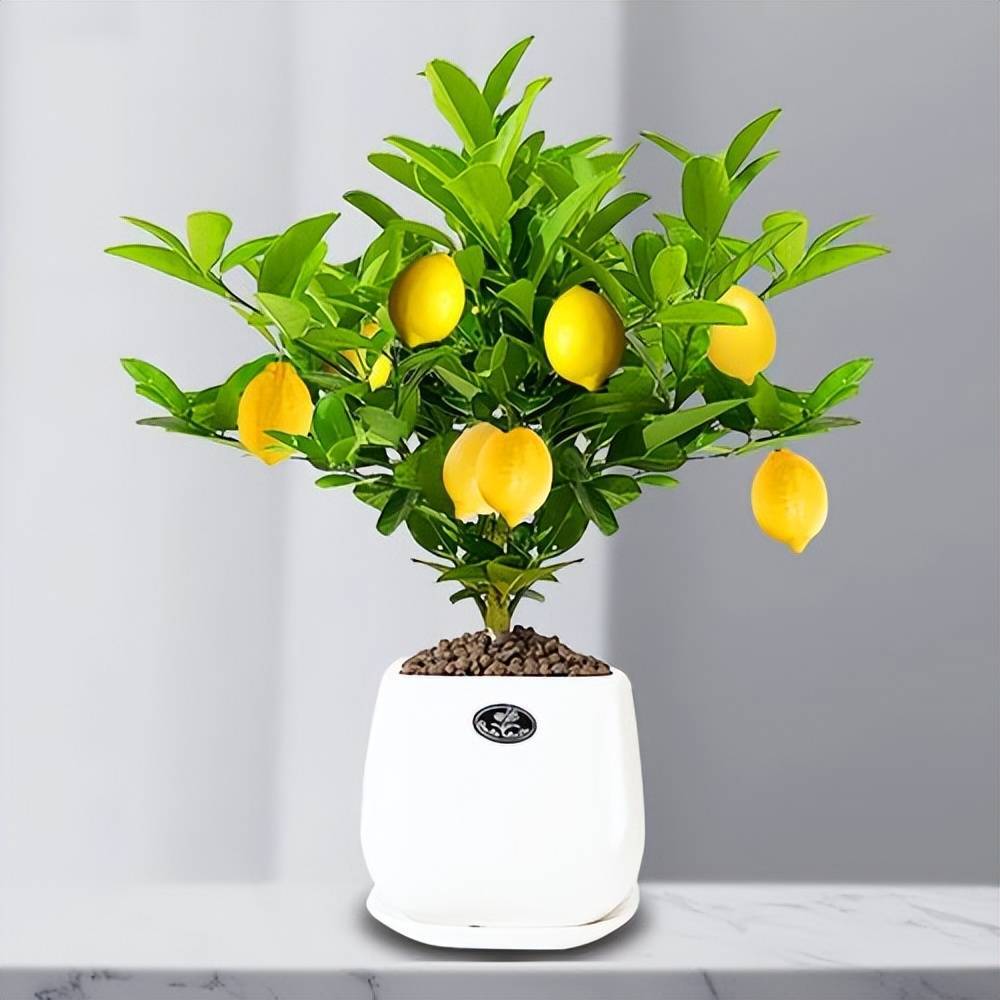 Trồng cây cảnh này trong nhà, tươi đẹp, thơm ngát, còn có quả ngon ăn luôn - Ảnh 4.