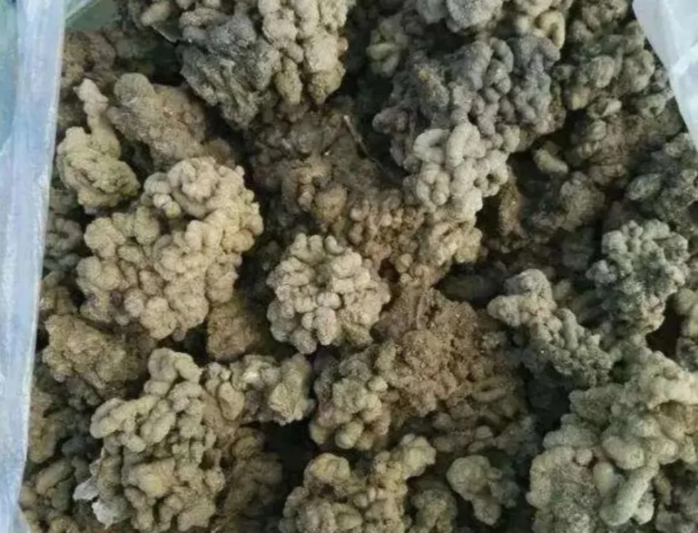 Đừng mất tiền mua phân bón trồng cây cảnh, "thần dược" xanh lá tốt hoa có ở khắp nơi - Ảnh 4.