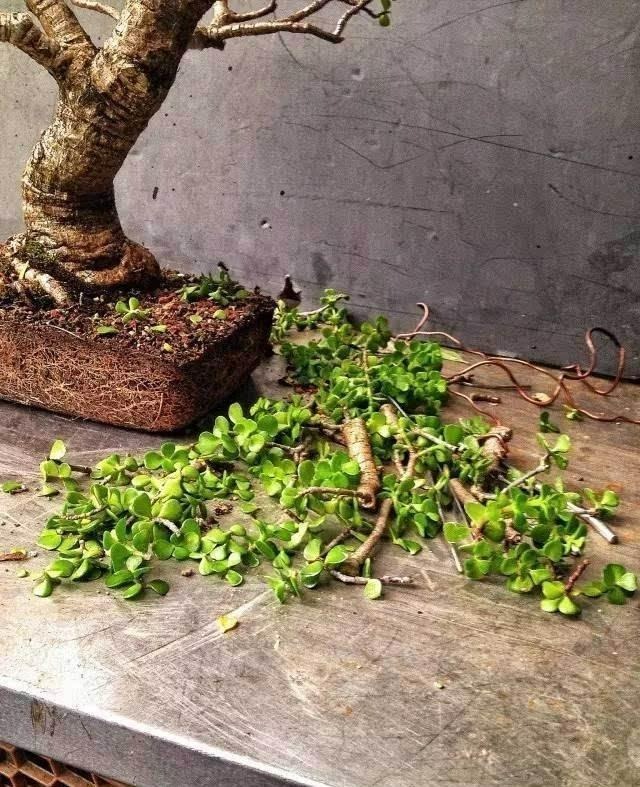 Muốn trồng cây cảnh tươi tốt, nở hoa "giàu có, thịnh vượng", đừng bỏ qua 5 mẹo này - Ảnh 5.