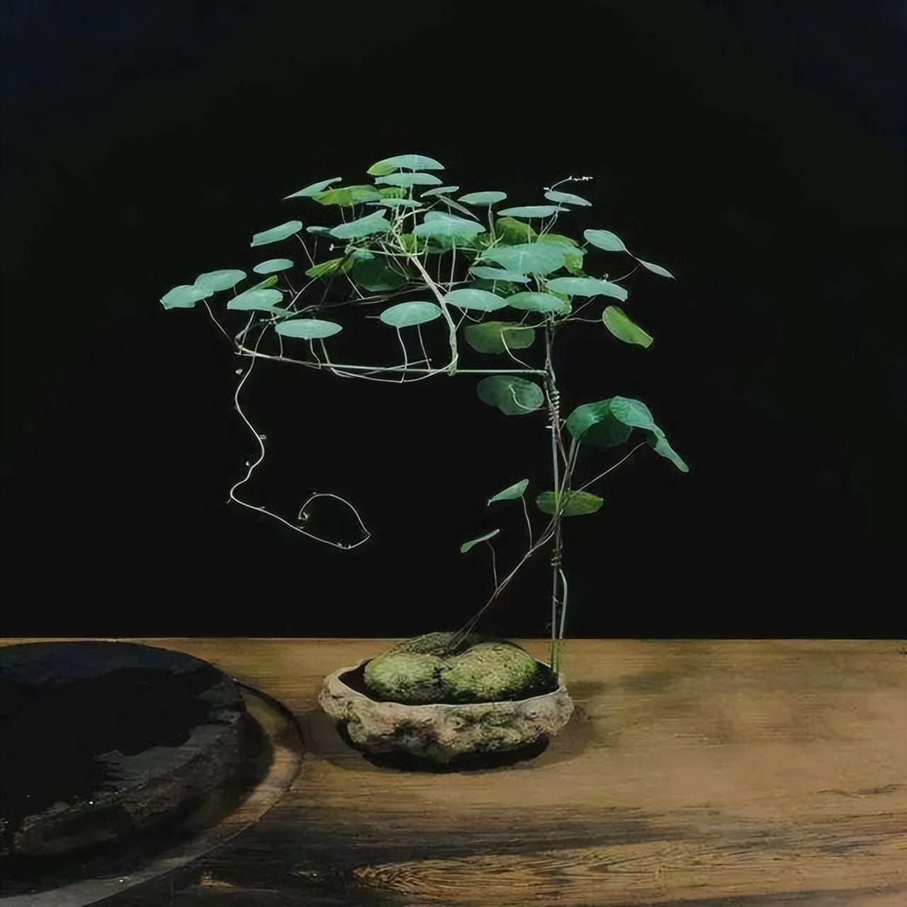 Đừng biến nhà thành "rừng rậm", trồng 4 cây cảnh này là đủ sang chảnh, thanh lịch, ấn tượng - Ảnh 8. Đừng biến nhà thành "rừng rậm", trồng 4 cây cảnh này là đủ sang chảnh, thanh lịch, ấn tượng - Ảnh 8.