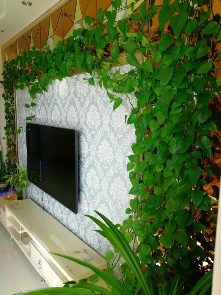 Đừng biến nhà thành "rừng rậm", trồng 4 cây cảnh này là đủ sang chảnh, thanh lịch, ấn tượng - Ảnh 9. Đừng biến nhà thành "rừng rậm", trồng 4 cây cảnh này là đủ sang chảnh, thanh lịch, ấn tượng - Ảnh 9.