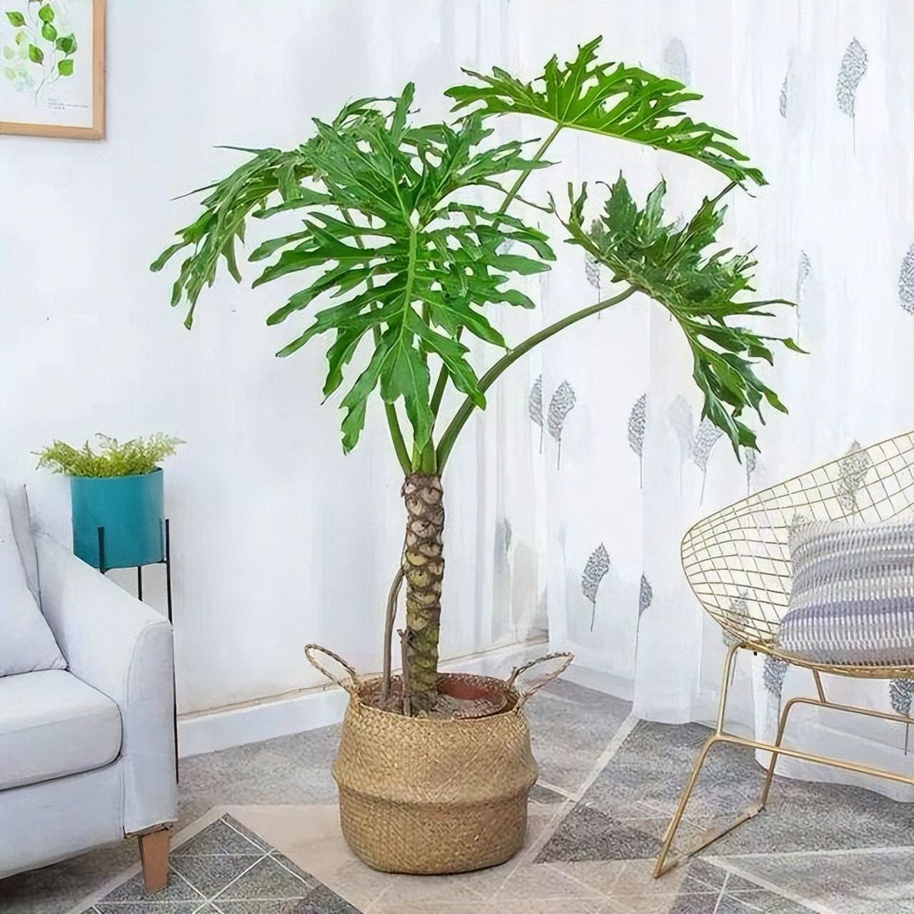 Đừng biến nhà thành "rừng rậm", trồng 4 cây cảnh này là đủ sang chảnh, thanh lịch, ấn tượng - Ảnh 3. Đừng biến nhà thành "rừng rậm", trồng 4 cây cảnh này là đủ sang chảnh, thanh lịch, ấn tượng - Ảnh 3.