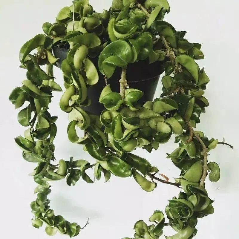 5 cây cảnh ưa làm đẹp, lá xoăn tít, kỳ lạ, sang chảnh và độc đáo, ai thấy cũng mê  - Ảnh 6.