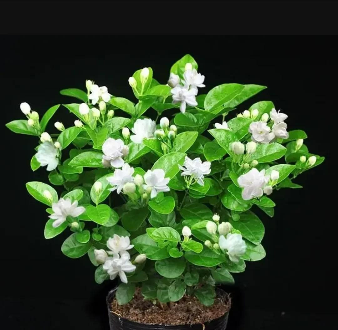 Trong nhà có 5 loại cây cảnh "dưỡng người" này, gia đình mạnh khỏe, làm ăn thịnh vượng - Ảnh 11. Trong nhà có 5 loại cây cảnh "dưỡng người" này, gia đình mạnh khỏe, làm ăn thịnh vượng - Ảnh 11.