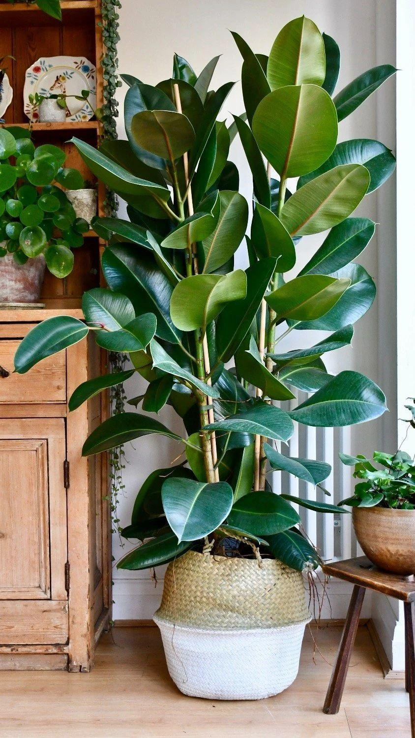 Trong nhà có 5 loại cây cảnh "dưỡng người" này, gia đình mạnh khỏe, làm ăn thịnh vượng - Ảnh 2. Trong nhà có 5 loại cây cảnh "dưỡng người" này, gia đình mạnh khỏe, làm ăn thịnh vượng - Ảnh 2.