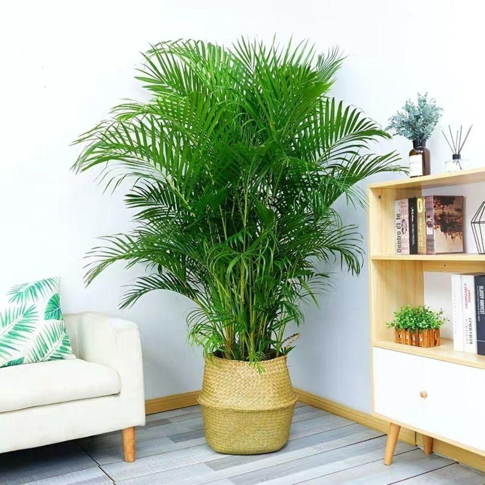 Trong nhà có 5 loại cây cảnh "dưỡng người" này, gia đình mạnh khỏe, làm ăn thịnh vượng - Ảnh 7. Trong nhà có 5 loại cây cảnh "dưỡng người" này, gia đình mạnh khỏe, làm ăn thịnh vượng - Ảnh 7.