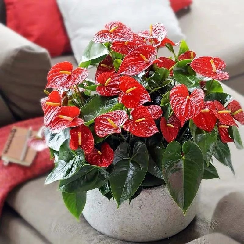 Trong nhà có 5 loại cây cảnh "dưỡng người" này, gia đình mạnh khỏe, làm ăn thịnh vượng - Ảnh 18. Trong nhà có 5 loại cây cảnh "dưỡng người" này, gia đình mạnh khỏe, làm ăn thịnh vượng - Ảnh 18.
