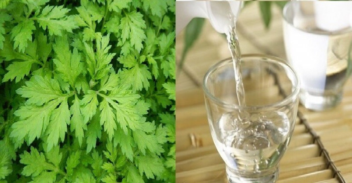 Loại rau cứu người với 5 công dụng “trời cho”, nếu gặp mua ngay làm món này - Ảnh 5.