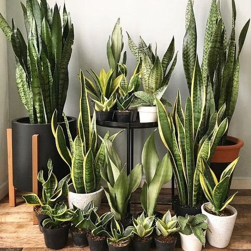Trong nhà có 5 loại cây cảnh "dưỡng người" này, gia đình mạnh khỏe, làm ăn thịnh vượng - Ảnh 16. Trong nhà có 5 loại cây cảnh "dưỡng người" này, gia đình mạnh khỏe, làm ăn thịnh vượng - Ảnh 16.