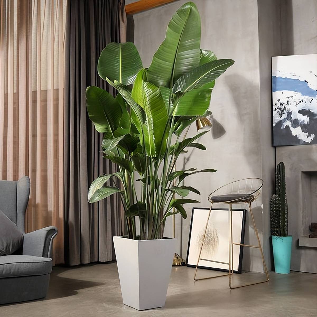 Trong nhà có 5 loại cây cảnh "dưỡng người" này, gia đình mạnh khỏe, làm ăn thịnh vượng - Ảnh 5. Trong nhà có 5 loại cây cảnh "dưỡng người" này, gia đình mạnh khỏe, làm ăn thịnh vượng - Ảnh 5.