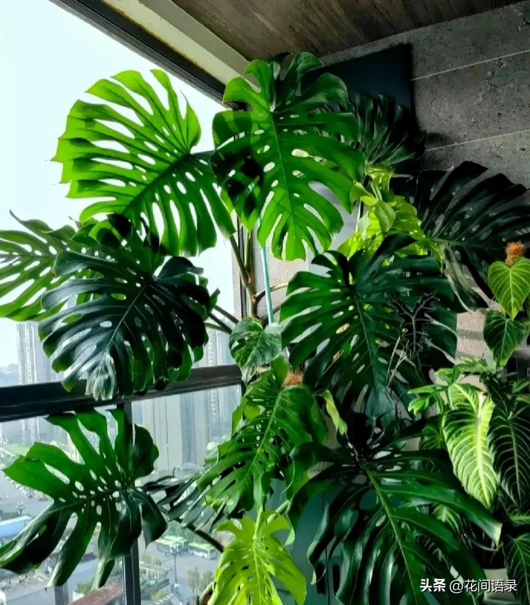 Trong nhà có 5 loại cây cảnh "dưỡng người" này, gia đình mạnh khỏe, làm ăn thịnh vượng - Ảnh 3. Trong nhà có 5 loại cây cảnh "dưỡng người" này, gia đình mạnh khỏe, làm ăn thịnh vượng - Ảnh 3.