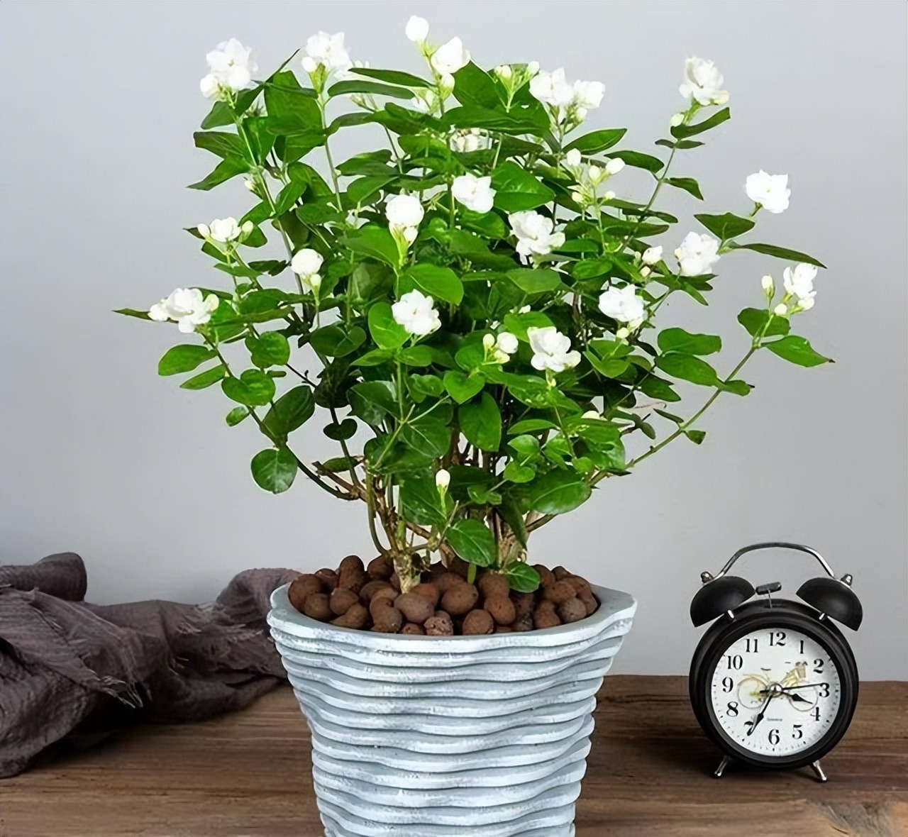 Trời ấm áp, làm ngay điều này, 7 cây cảnh sẽ phát triển tươi tốt, lá xum xuê, hoa rực rỡ, "vỡ chậu" - Ảnh 12. Trời ấm áp, làm ngay điều này, 7 cây cảnh sẽ phát triển tươi tốt, lá xum xuê, hoa rực rỡ, "vỡ chậu" - Ảnh 12.