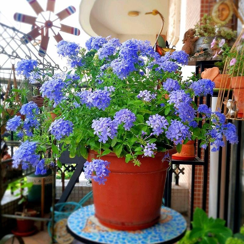 Trời ấm áp, làm ngay điều này, 7 cây cảnh sẽ phát triển tươi tốt, lá xum xuê, hoa rực rỡ, "vỡ chậu" - Ảnh 4. Trời ấm áp, làm ngay điều này, 7 cây cảnh sẽ phát triển tươi tốt, lá xum xuê, hoa rực rỡ, "vỡ chậu" - Ảnh 4.