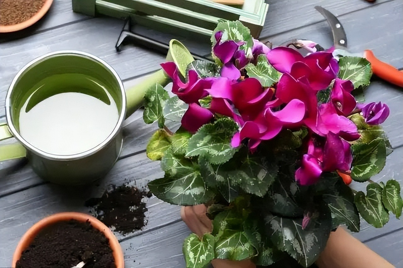 6 mối đe dọa khiến cây cảnh "đoản thọ", chỉ cần mắc lỗi này là trồng cây gì chết cây đó - Ảnh 1.