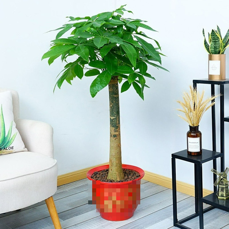 6 mối đe dọa khiến cây cảnh "đoản thọ", chỉ cần mắc lỗi này là trồng cây gì chết cây đó - Ảnh 9.