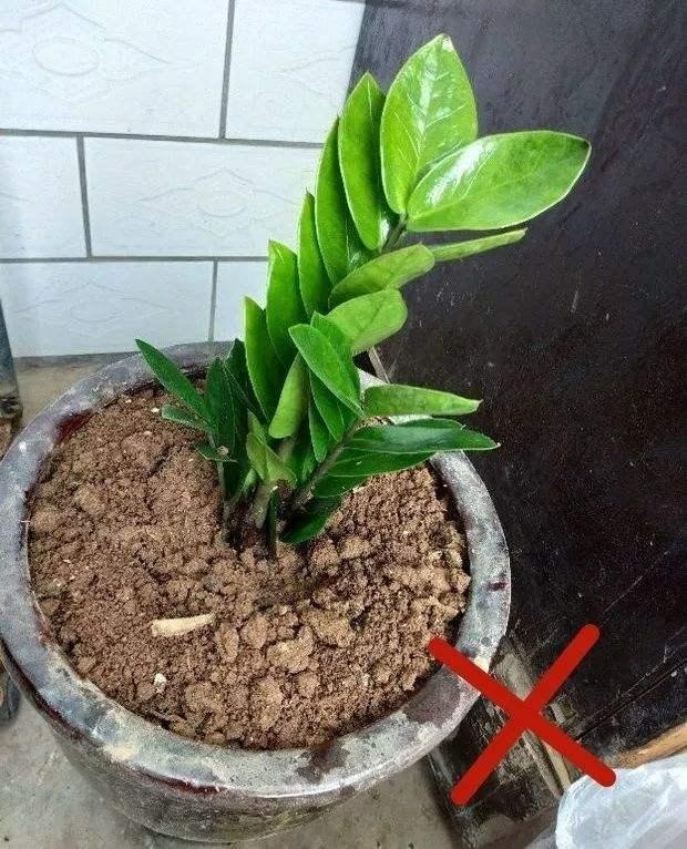 6 mối đe dọa khiến cây cảnh "đoản thọ", chỉ cần mắc lỗi này là trồng cây gì chết cây đó - Ảnh 8.