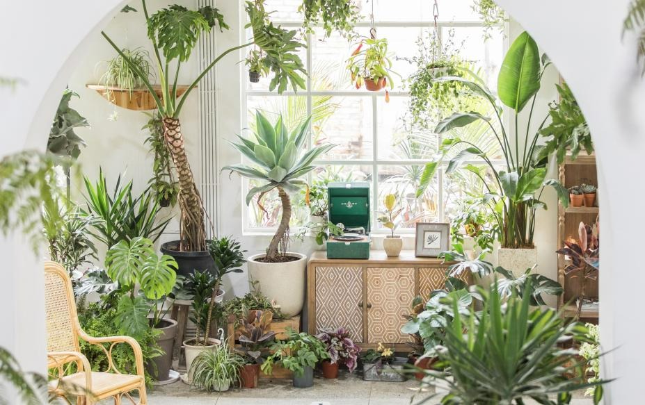 6 mối đe dọa khiến cây cảnh "đoản thọ", chỉ cần mắc lỗi này là trồng cây gì chết cây đó - Ảnh 2.