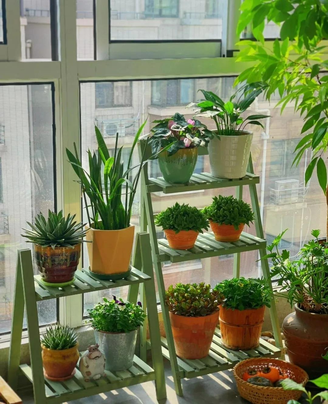 6 mối đe dọa khiến cây cảnh "đoản thọ", chỉ cần mắc lỗi này là trồng cây gì chết cây đó - Ảnh 3.