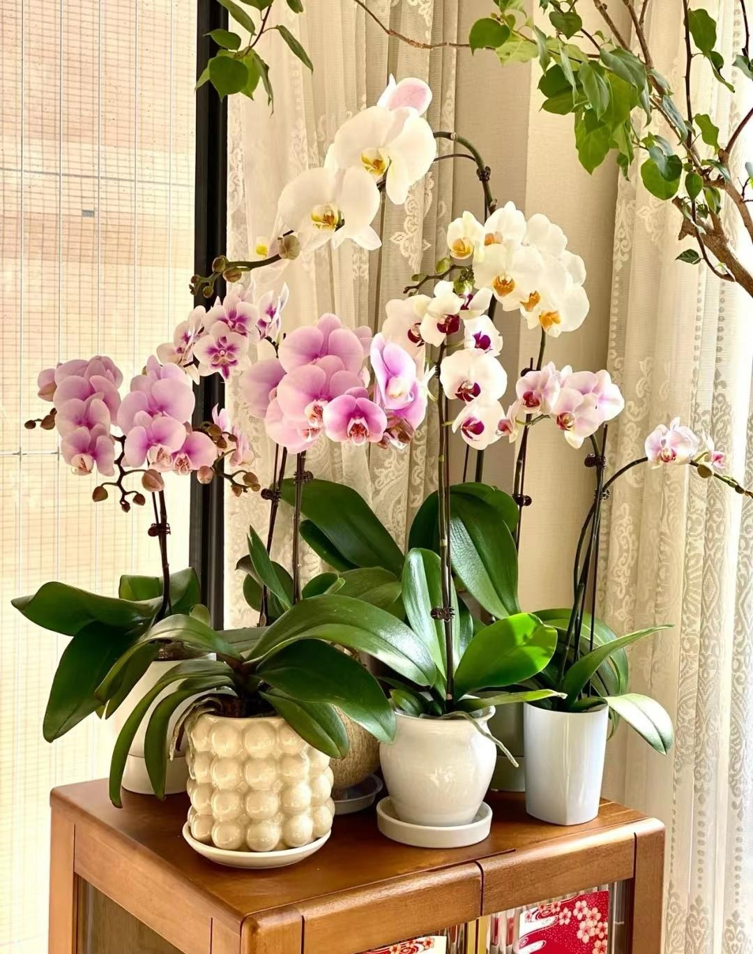 6 mối đe dọa khiến cây cảnh "đoản thọ", chỉ cần mắc lỗi này là trồng cây gì chết cây đó - Ảnh 5.