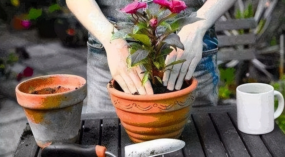 6 mối đe dọa khiến cây cảnh "đoản thọ", chỉ cần mắc lỗi này là trồng cây gì chết cây đó - Ảnh 6.