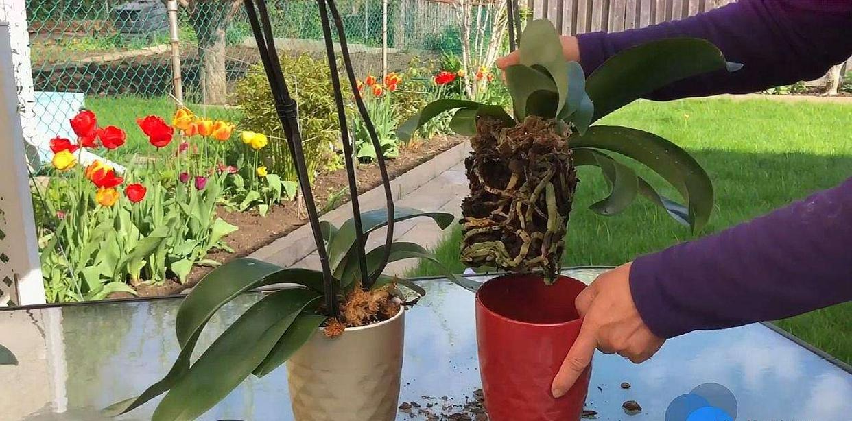 6 mối đe dọa khiến cây cảnh "đoản thọ", chỉ cần mắc lỗi này là trồng cây gì chết cây đó - Ảnh 4.