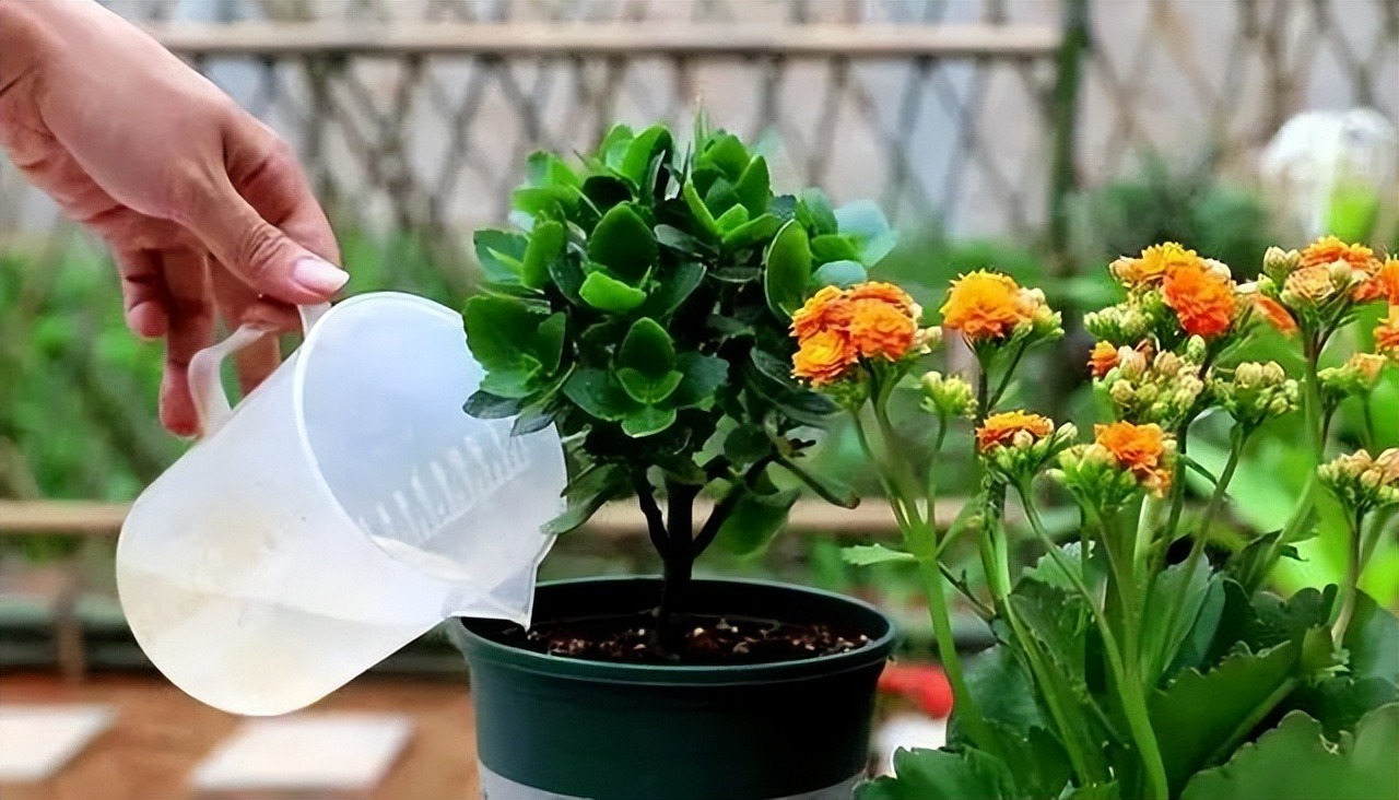 Tự chế "nước béo" tưới cho cây cảnh, bộ rễ nhân đôi, lá xanh, hoa thắm - Ảnh 3.