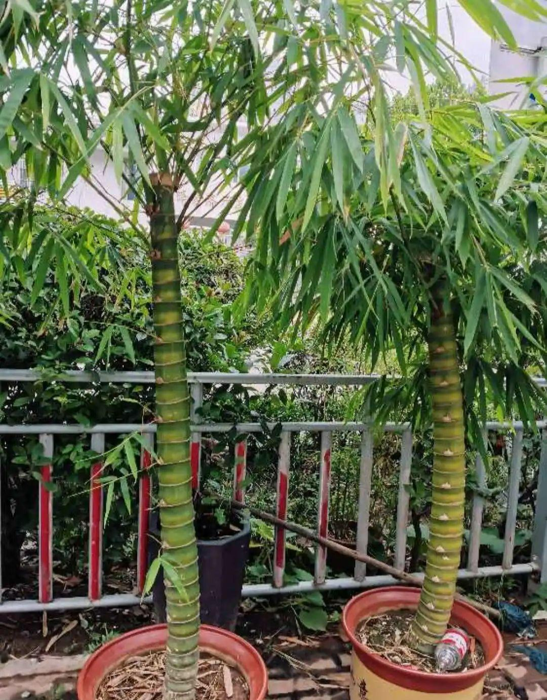 6 cây cảnh "bụng phệ", chịu khô hạn, dễ trồng trong phòng khách, khi nở hoa gia đình đón hỷ sự - Ảnh 3.