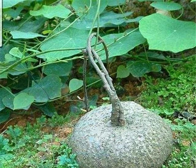 6 cây cảnh "bụng phệ", chịu khô hạn, dễ trồng trong phòng khách, khi nở hoa gia đình đón hỷ sự - Ảnh 13.