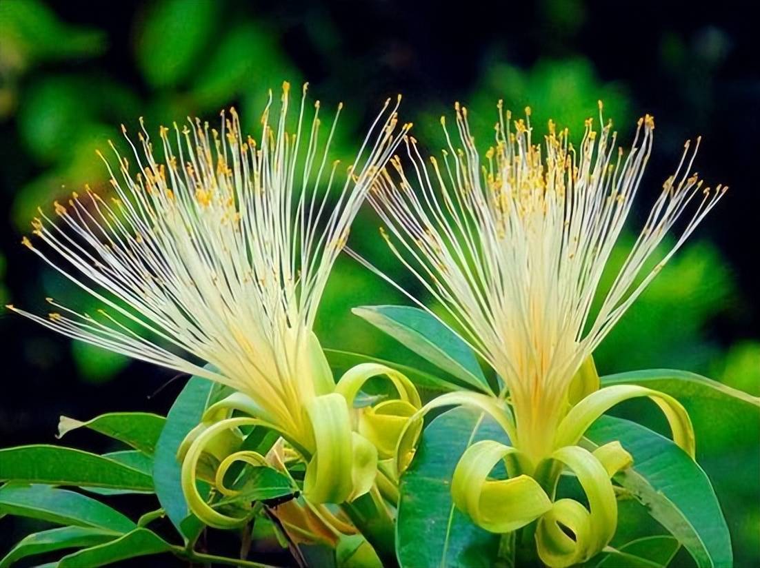 6 cây cảnh "bụng phệ", chịu khô hạn, dễ trồng trong phòng khách, khi nở hoa gia đình đón hỷ sự - Ảnh 11.