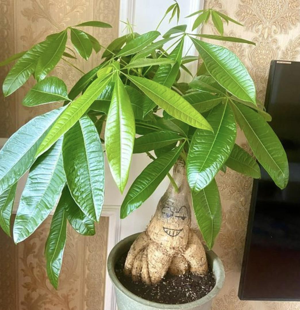 6 cây cảnh "bụng phệ", chịu khô hạn, dễ trồng trong phòng khách, khi nở hoa gia đình đón hỷ sự - Ảnh 10.