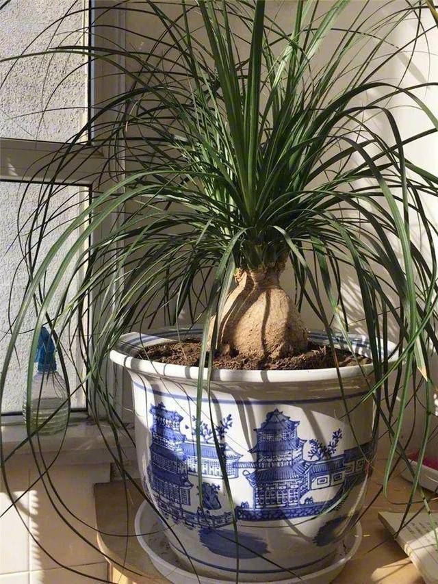 6 cây cảnh "bụng phệ", chịu khô hạn, dễ trồng trong phòng khách, khi nở hoa gia đình đón hỷ sự - Ảnh 8.