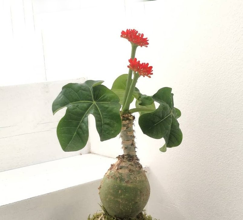 6 cây cảnh "bụng phệ", chịu khô hạn, dễ trồng trong phòng khách, khi nở hoa gia đình đón hỷ sự - Ảnh 6.