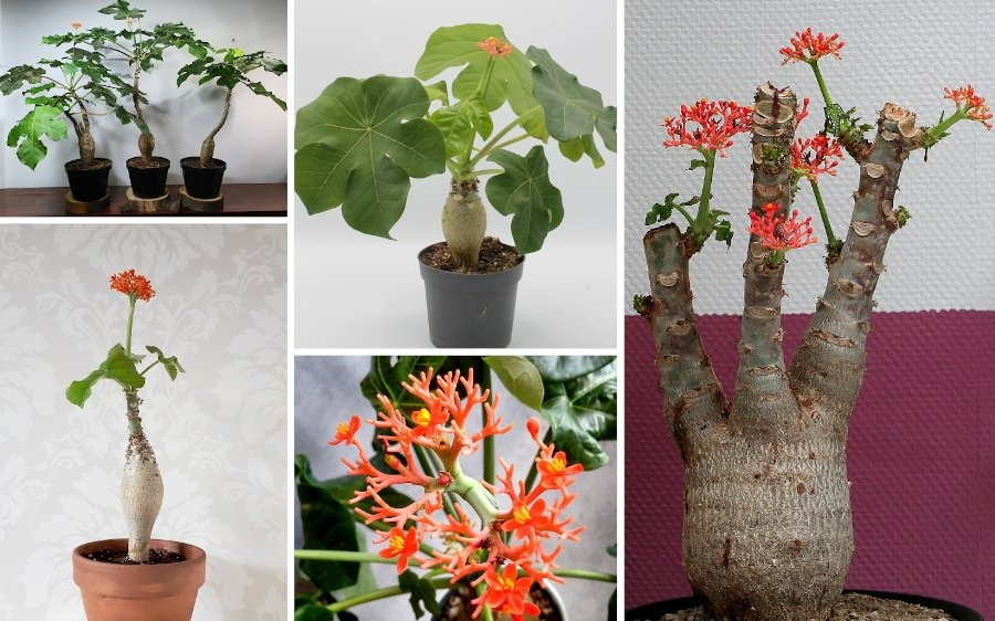 6 cây cảnh "bụng phệ", chịu khô hạn, dễ trồng trong phòng khách, khi nở hoa gia đình đón hỷ sự - Ảnh 7.