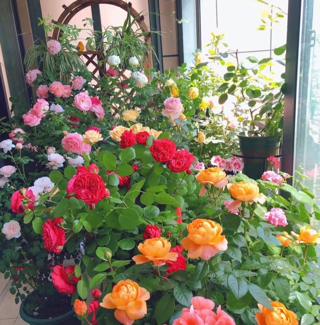 Chế "thần dược" bón cho cây cảnh bằng 3 loại vỏ dễ kiếm, cành lá xum xuê, hoa nở liên tục - Ảnh 7. Chế "thần dược" bón cho cây cảnh bằng 3 loại vỏ dễ kiếm, cành lá xum xuê, hoa nở liên tục - Ảnh 7.