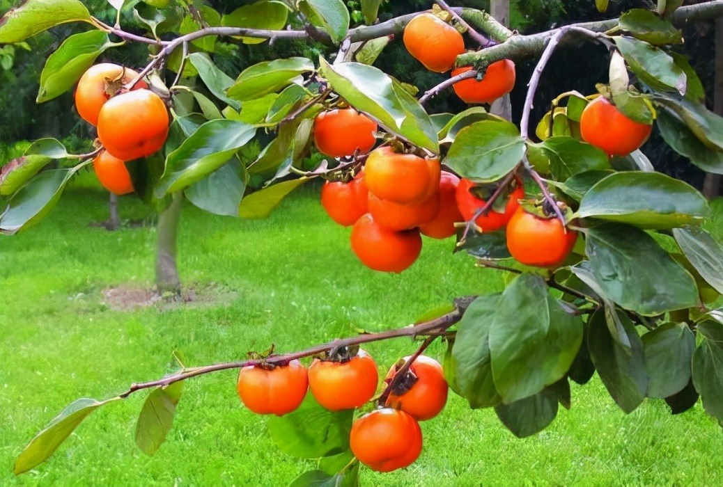 Người xưa nói: "Trồng năm cây cảnh này trước sân, con cháu giàu có trăm đời"  - Ảnh 4.