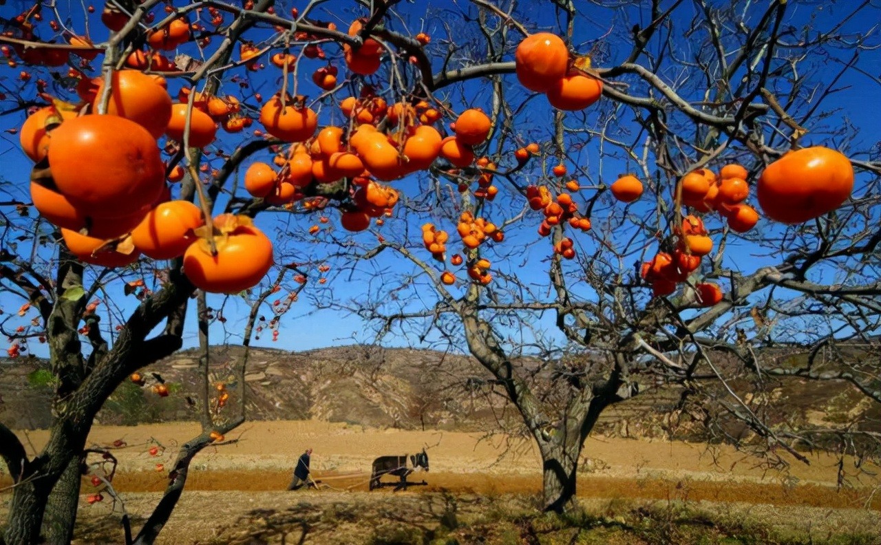 Người xưa nói: "Trồng năm cây cảnh này trước sân, con cháu giàu có trăm đời"  - Ảnh 6.