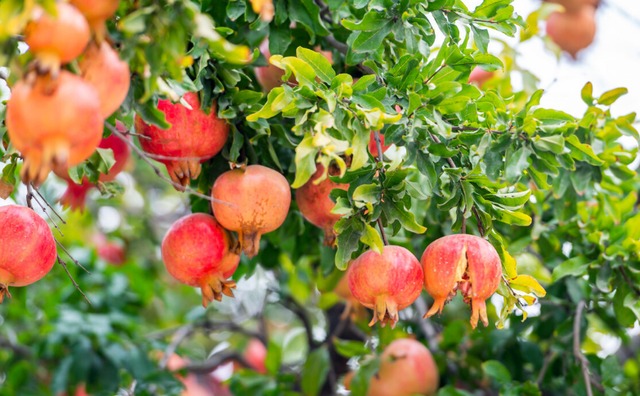 Người xưa nói: "Trồng năm cây cảnh này trước sân, con cháu giàu có trăm đời"  - Ảnh 1.