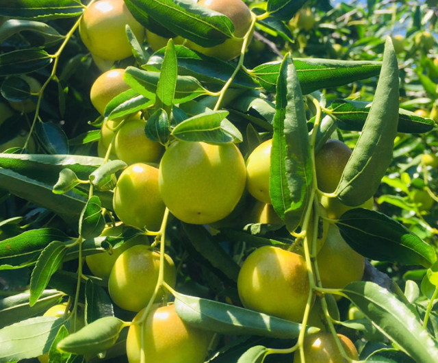 Người xưa nói: "Trồng năm cây cảnh này trước sân, con cháu giàu có trăm đời"  - Ảnh 7.