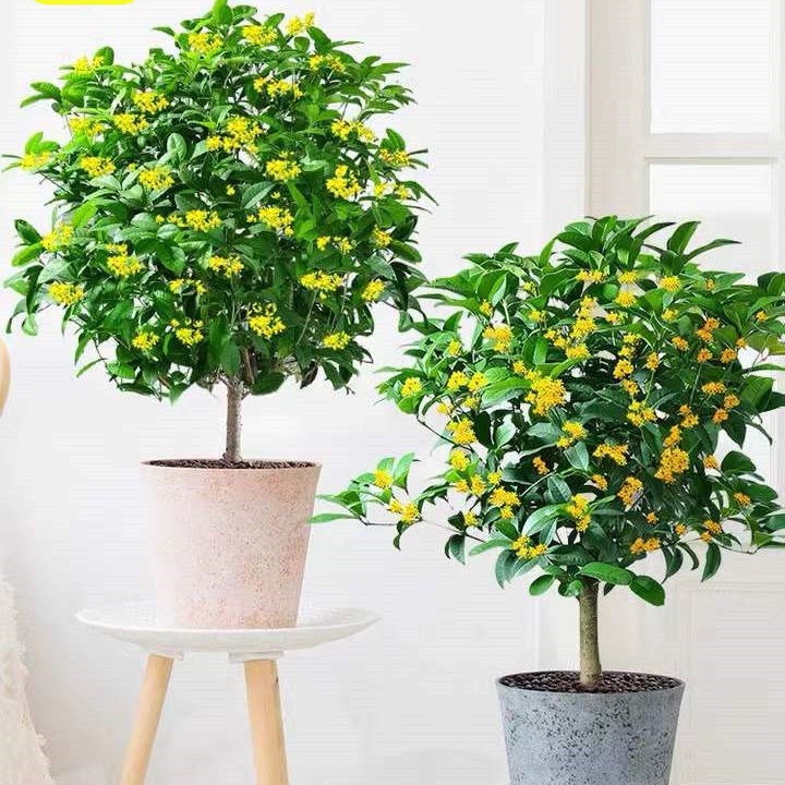 Mùa xuân, trồng 5 cây cảnh thơm ngát, để một chậu cả nhà như ướp hương - Ảnh 1.