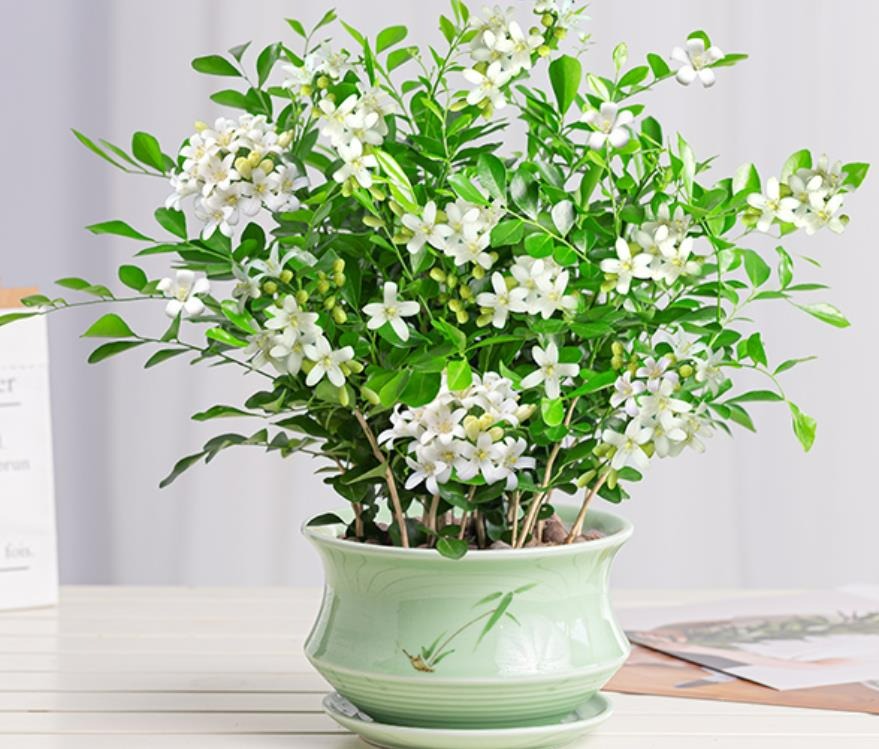 Mùa xuân, trồng 5 cây cảnh thơm ngát, để một chậu cả nhà như ướp hương - Ảnh 4.