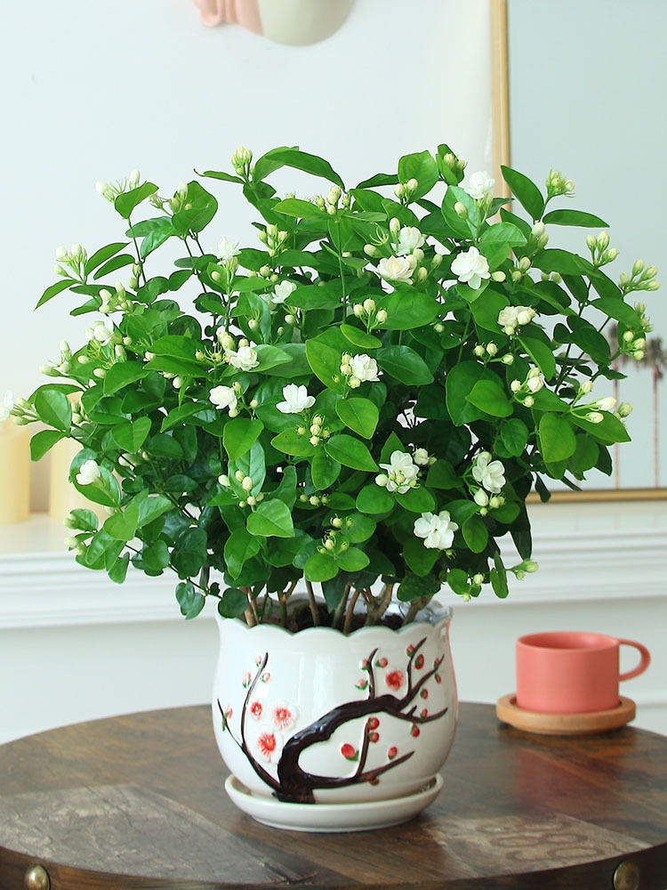 Mùa xuân, trồng 5 cây cảnh thơm ngát, để một chậu cả nhà như ướp hương - Ảnh 5.