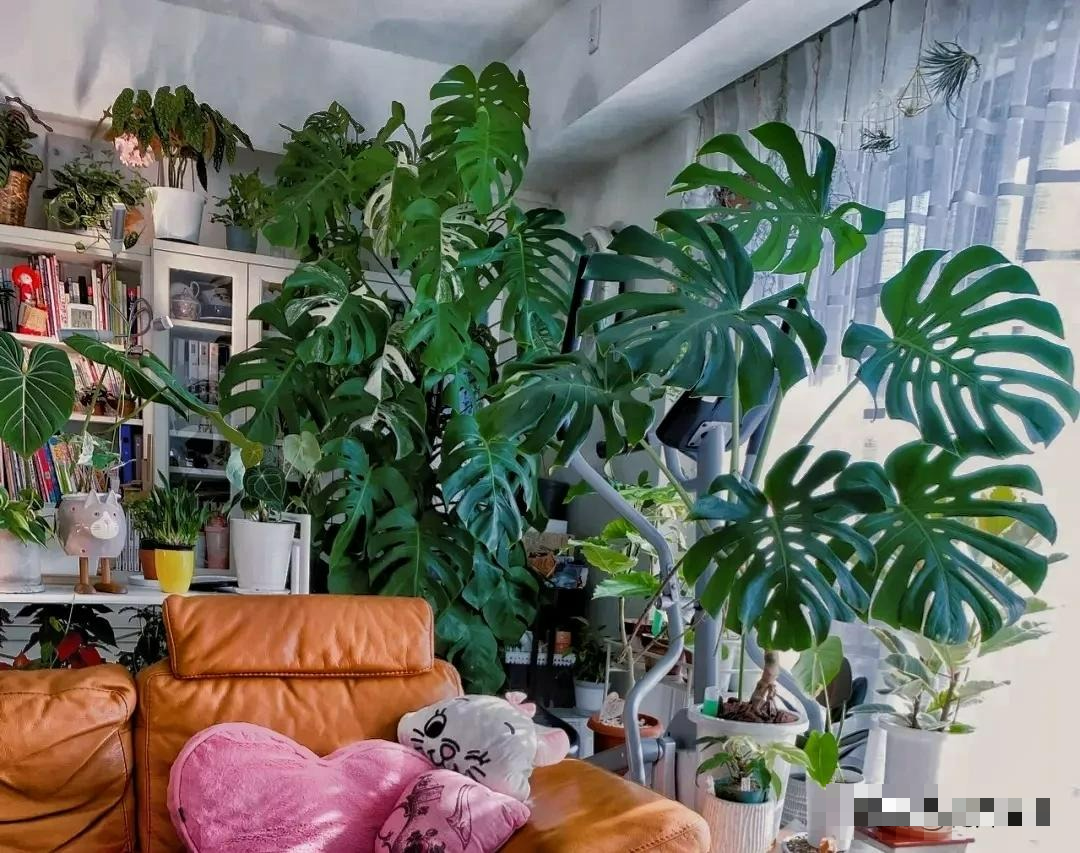 Kinh ngạc với "quái vật" leo lên mái nhà, trồng một cây cảnh mà sở hữu cả... góc rừng xanh - Ảnh 2.